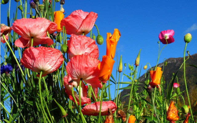 Flower field blue sky mountain free wallpaper - medium preview image