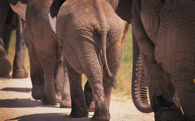 Elephants walking dirt road trunks free wallpaper - medium preview image