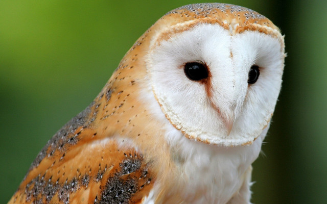 Small owl closeup blurry background free wallpaper - medium preview image