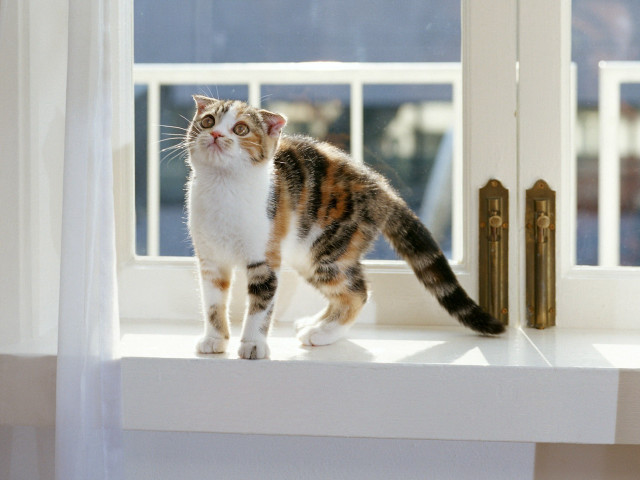 Cat window sill glamor arabesque free wallpaper - medium preview image