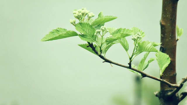 Branch leaves buds green background free wallpaper - medium preview image