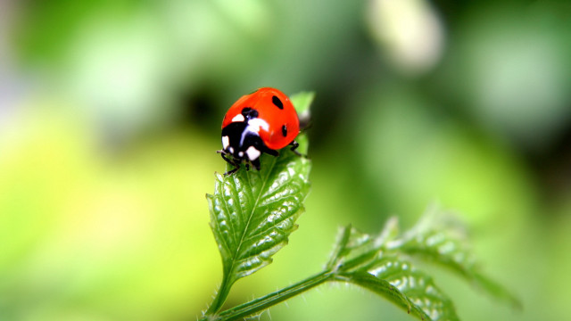 Ladybug green leaf water drops #4 free wallpaper - medium preview image