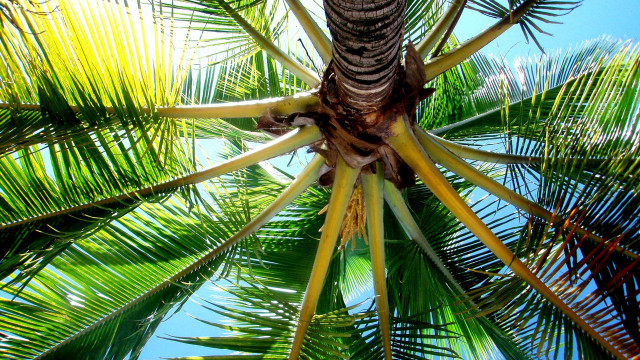 Palm tree blue sky clouds #5 free wallpaper - medium preview image