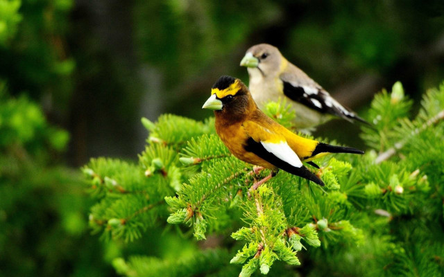 Birds forest branch yellow brown free wallpaper - medium preview image