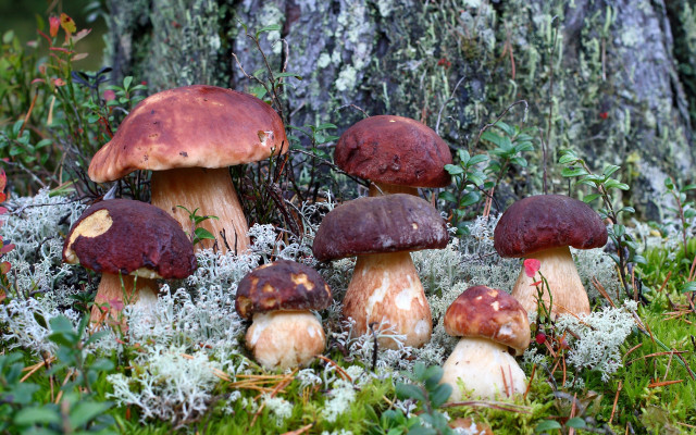 Mushrooms forest mossy autumn nature free wallpaper - medium preview image