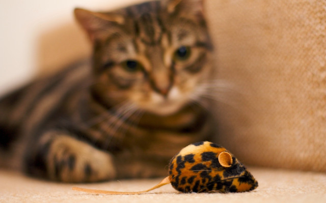 Cat toy mouse couch blue free wallpaper - medium preview image