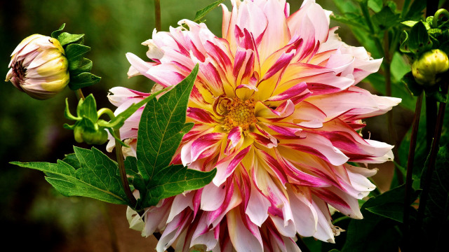 Pink yellow flower green leaves #2 free wallpaper - medium preview image