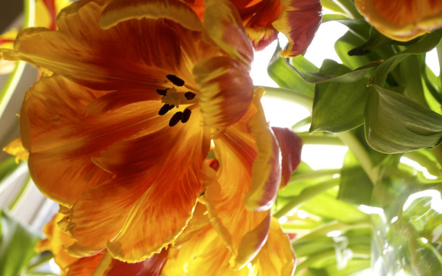 Flower sky window sunlight shallow free wallpaper - medium preview image