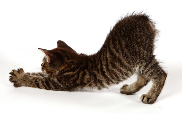 Cat playing toy shadow dynamic free wallpaper - medium preview image