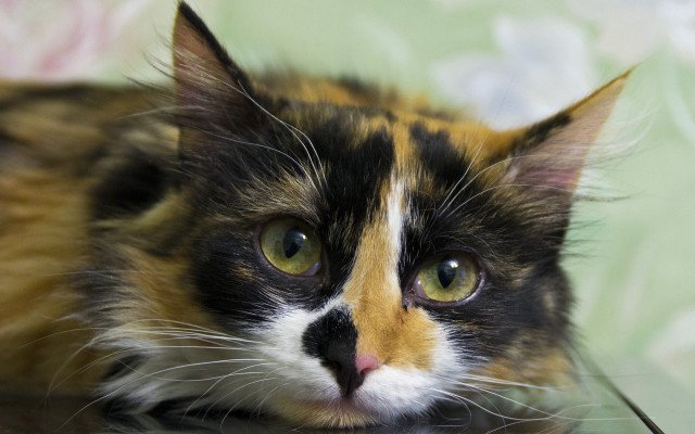 Cat black white orange sad free wallpaper - medium preview image