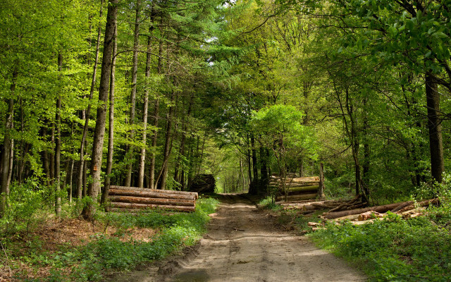 Dirt road forest logs trees #2 free wallpaper - medium preview image