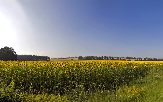 Sunflowers field road trees blue free wallpaper - medium preview image