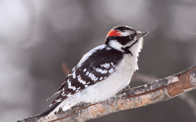 Bird red head snow branch free wallpaper - medium preview image