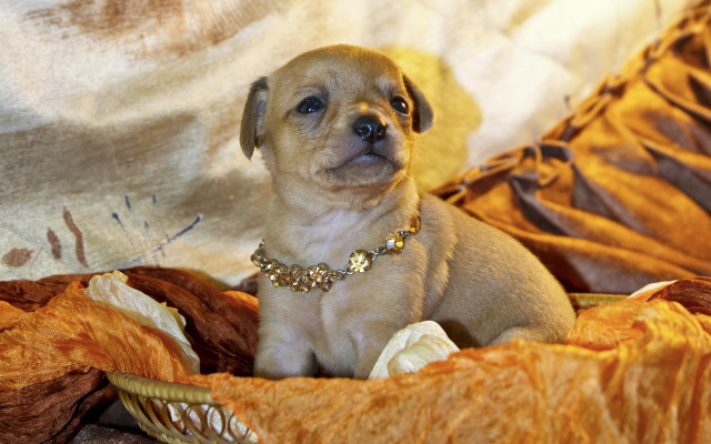 Small dog bed collar bronze free wallpaper - medium preview image