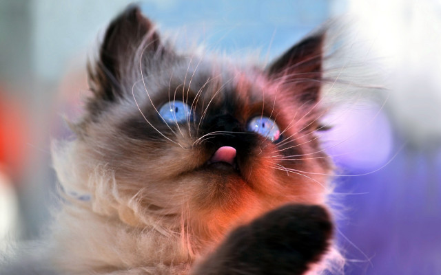 Cat blue eyes looking up #10 free wallpaper - medium preview image