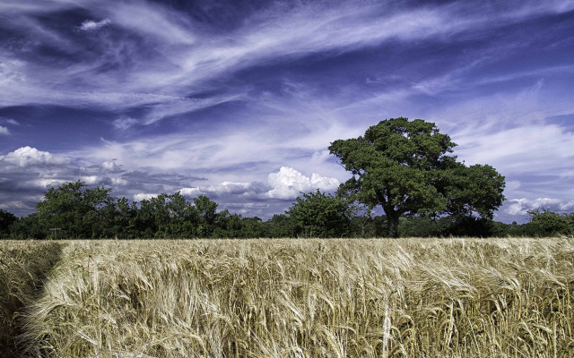 Wheat field tree blue sky free wallpaper - medium preview image