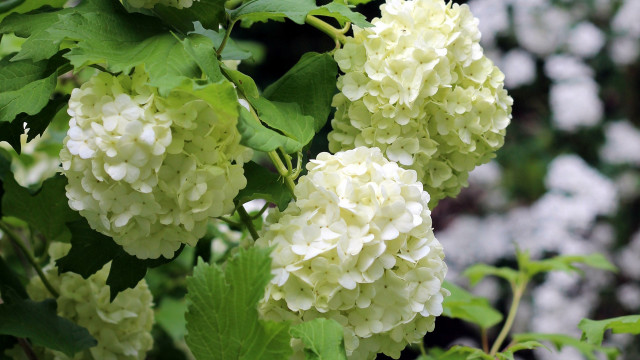 Hydrangea branch closeup nature blurry free wallpaper - medium preview image