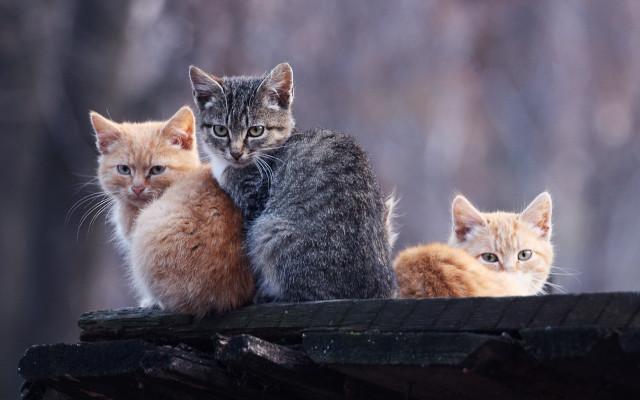Three kittens woodland animals portrait free wallpaper - medium preview image