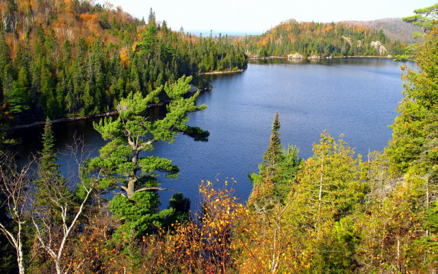 Lake forest autumn leaves nature free wallpaper - medium preview image