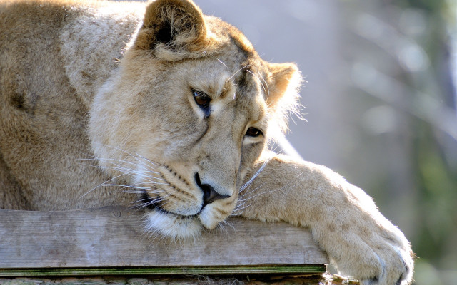 Lion resting wooden post zoo free wallpaper - medium preview image