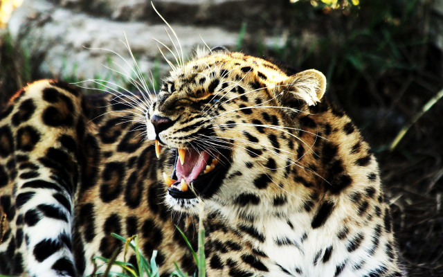 Leopard open mouth teeth blurry #3 free wallpaper - medium preview image