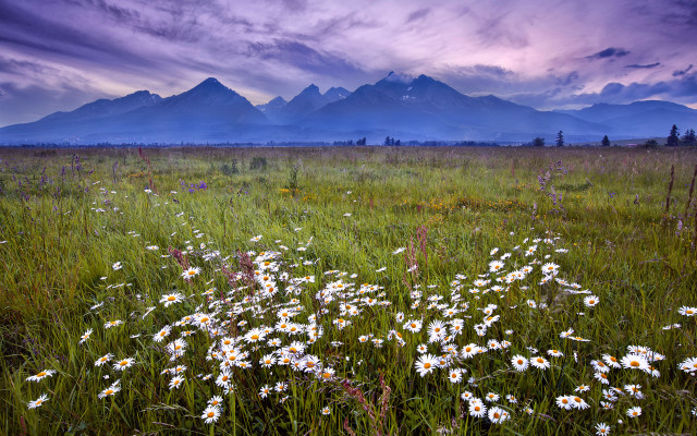 Wildflowers mountains sunset purple sky free wallpaper - medium preview image