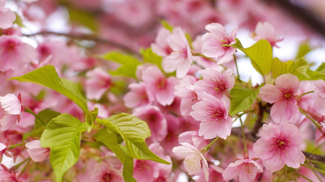 Pink flower cherry blossoms lily free wallpaper - medium preview image