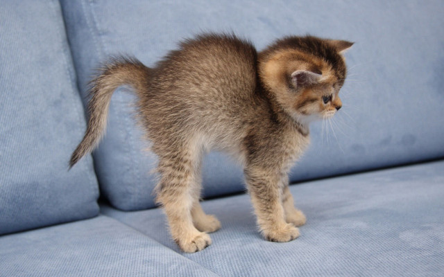 Small kitten blue couch arabesque free wallpaper - medium preview image