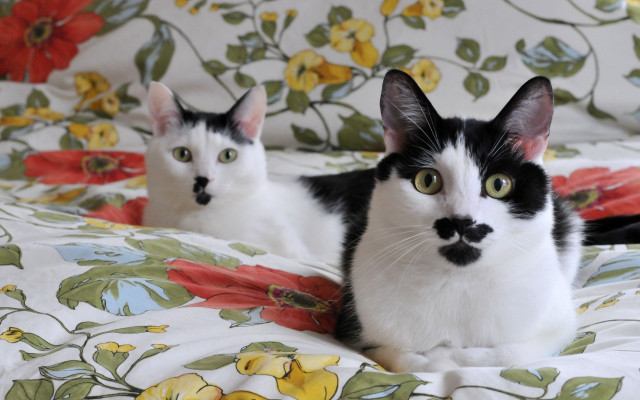 Black white cat floral bed free wallpaper - medium preview image