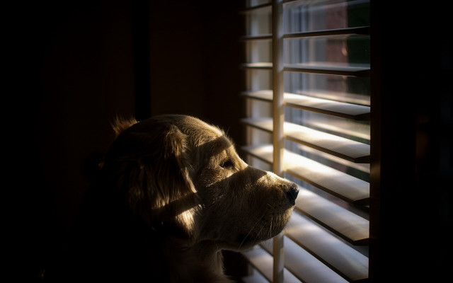 Dog windows blinds postminimalism dof free wallpaper - medium preview image