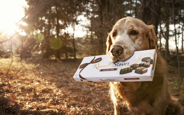 Dog box forest stilllife hyperrealism free wallpaper - medium preview image