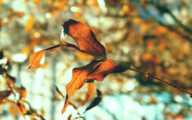 Branch leaves autumn blur bokeh free wallpaper - medium preview image
