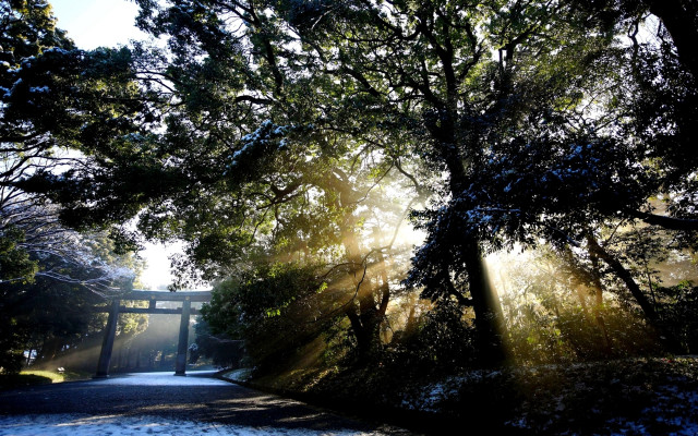 Forest bridge crepuscular rays starry free wallpaper - medium preview image