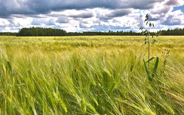 Field tallgrass cloudy sky trees free wallpaper - medium preview image