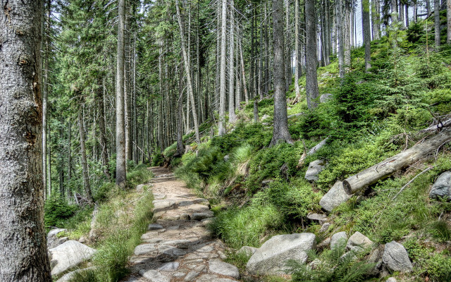 Woodland path rocks trees bushes free wallpaper - medium preview image