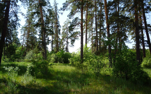 Forest trees grass sky clouds free wallpaper - medium preview image