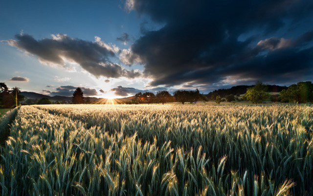 Wheat field cloudy sunset sunshine free wallpaper - medium preview image