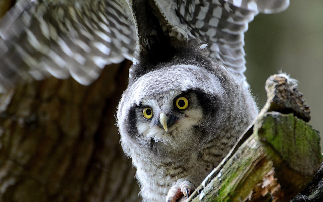 Owl yellow eyes perched wings free wallpaper - medium preview image