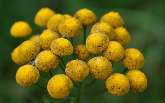 Yellow flower pollen macro blurry free wallpaper - medium preview image