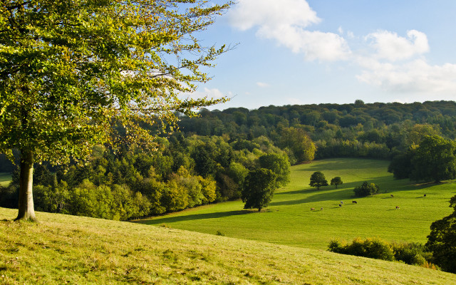Grassy hill trees animals autumn free wallpaper - medium preview image