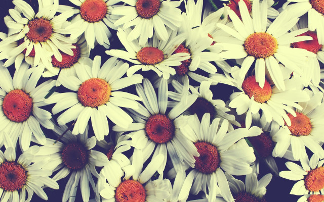 White orange flowers red center free wallpaper - medium preview image