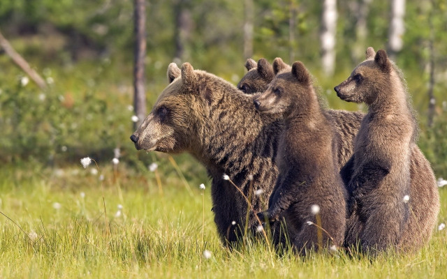 Brownbears grassyfield woodland nature ecologicalart free wallpaper - medium preview image