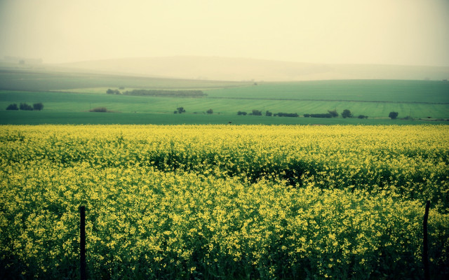 Yellow flowers fence green field free wallpaper - medium preview image