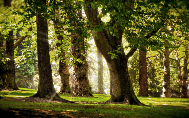 Forest sunlight trees grass matte free wallpaper - medium preview image