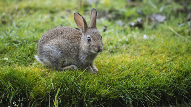 Rabbit grass beatrixpeter animalfocus blurry free wallpaper - medium preview image