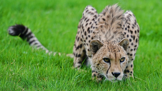Cheetah grassy field blurry nature free wallpaper - medium preview image
