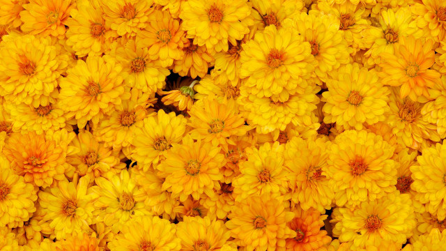 Yellow flower grass blurry background free wallpaper - medium preview image