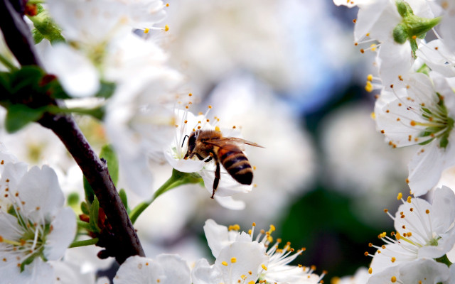 Bee white flowers tree branch free wallpaper - medium preview image