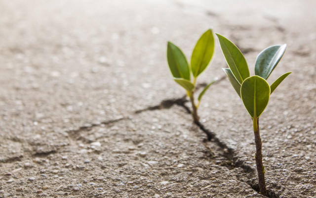 Small plant sprouts sand light free wallpaper - medium preview image