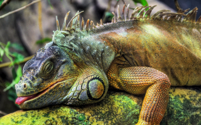 Large lizard rock moss outdoors free wallpaper - medium preview image